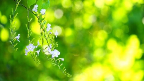 A Christian’s Diary