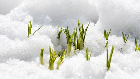 The Life Force That Can Never Be Extinguished